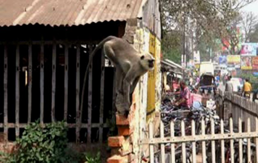 monkey in paivalike